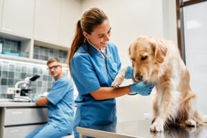 Affordable Veterinary Websites: What Small Clinics Need to Know