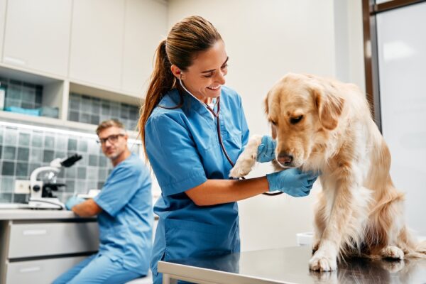 Affordable Veterinary Websites